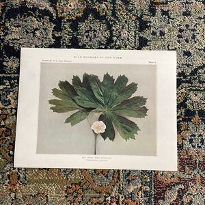 🖤 5/$25 Antique Botanical Plant Print Original over 100 years old